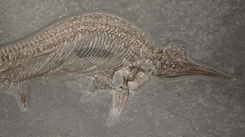 Ichthyosaur Видео 37253257