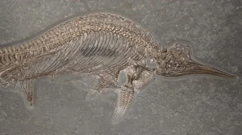 Ichthyosaur fossil Stock Footage 50409392