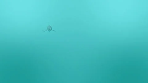 Ichthyosaur swims in the sea Stock Footage 320169603