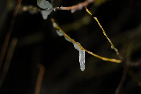 Icicle on a branch Stock Photos