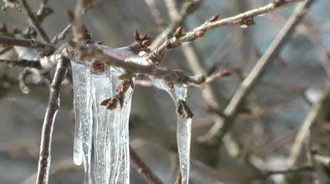 Icicle on a branch in winter forest Stock Footage 10785800
