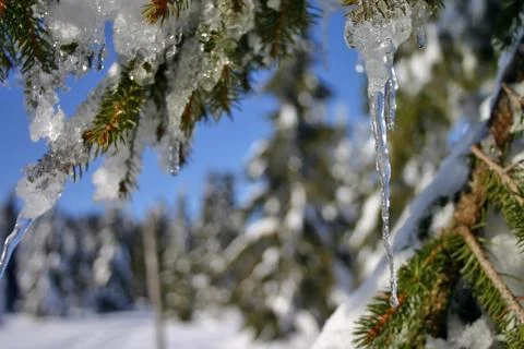 Icicle in the forest Stock Photos