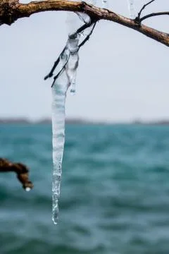 An icicle formed on a tree branch 库存照片