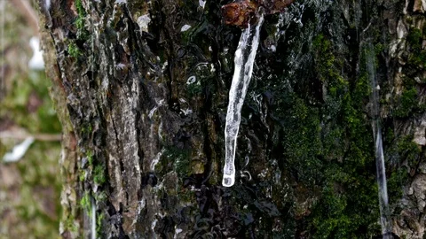 Icicle, icicle on a tree, ice decays, winter, frost Stock Footage 85923910