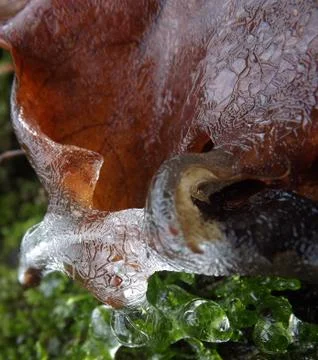 Icicle on a leaf Stock Photos