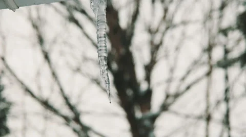 Icicle Melting with Trees in Background. Stock Footage 59786798