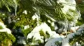 Icicle Pine 4 HD Footage