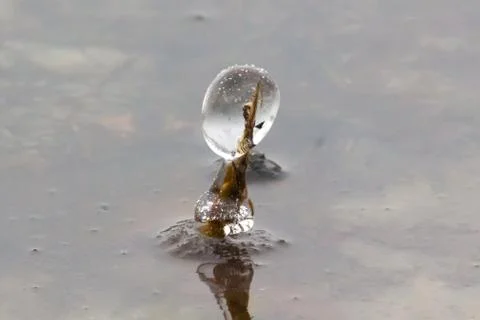 Icicle on the river. Stock Photos