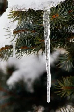 Icicle on Spruce Stock Photos