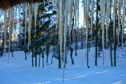Icicle study in winter. Stock Photos