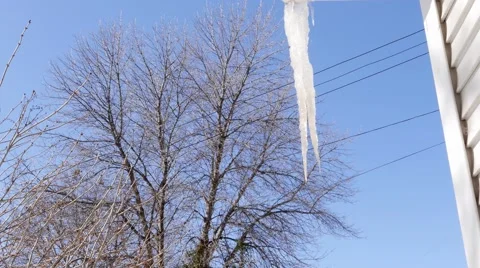 Icicle with Tree Video stock 48367347