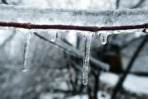Icicle on a tree. Icicles on a tree branch on a sunny day. Winter is here. Stock Photos