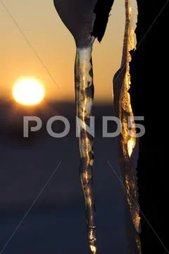 Icicle on a tree Stock Photos