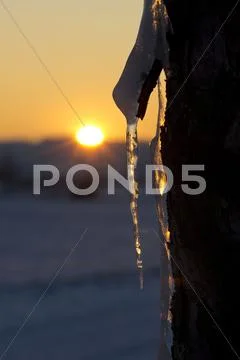 Icicle on a tree Stock Photos