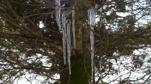Icicle on a Tree Foto stock