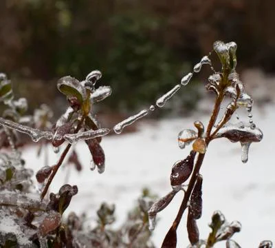 Icicle web Stock Photos