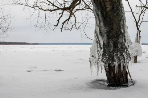 Icicles on alder tree 스톡 사진