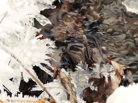 Icicles and Dead Leaves in a River Stock Footage 74409115