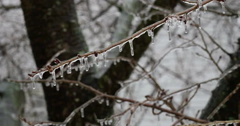 Icicles and a layer of ice coating bare tree branches Stock Footage 153526952