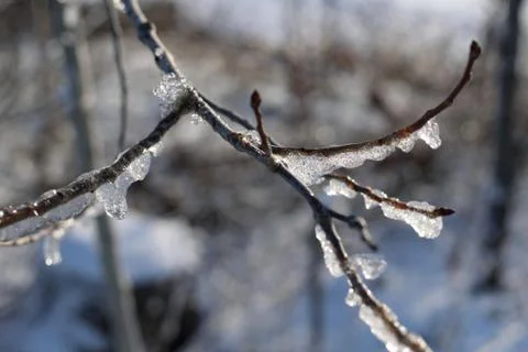 	Icicles on Aspen Twig Stock Photos