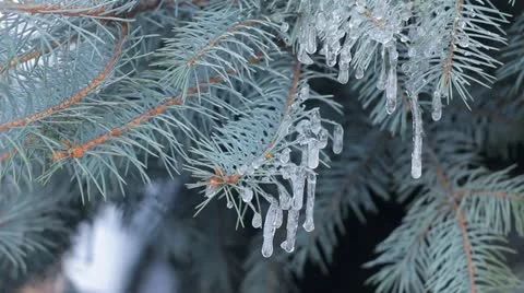 Icicles on Blue Spruce Tree Branch HD Video stock 22344022