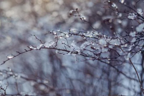 Icicles on a branch in a cold shade Stock Photos
