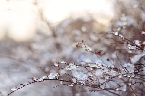 Icicles on a branch in a cold shade Stock Photos
