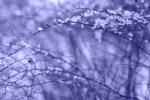 Icicles on a branch in a cold shade Stock Photos