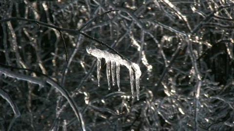 Icicles on Branch Stock Footage 833473
