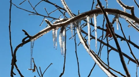 Icicles on the branch Stock Footage 8656815