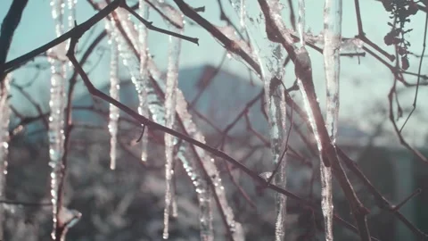 Icicles on a branch Stock Footage 262518730