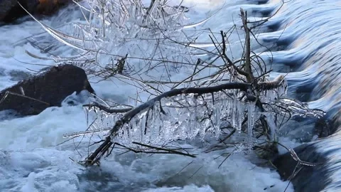 Icicles on the branches Stock Footage 146669441