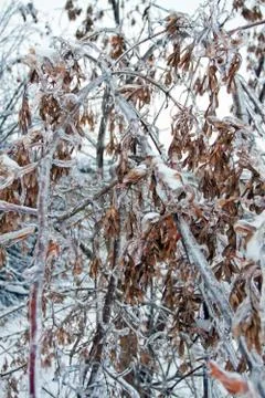 Icicles on the branches Stock Photos