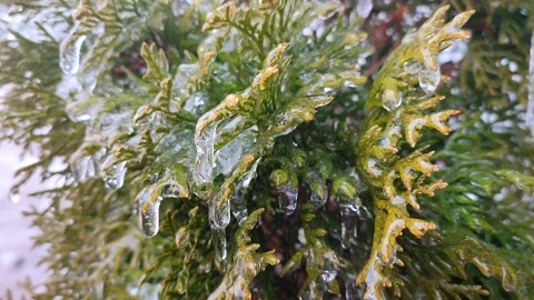 Icicles on branches of tree close-up Drops water drip melting icicles Stock Footage 294243299