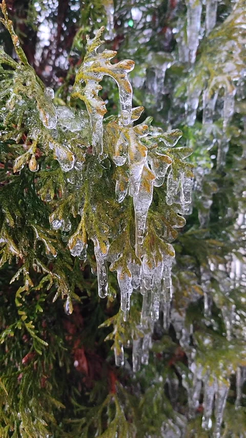 Icicles on branches of tree close-up Drops water drip melting Vertical Video stock 294243875
