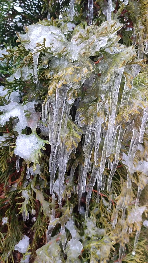 Icicles on branches of tree close-up Drops water drip melting Vertical Stock Footage 301195016