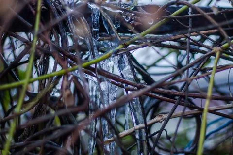 Icicles on the branches of a tree in early spring. Stock Photos