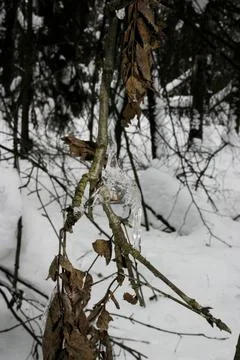 Icicles on the branches of a tree in the winter forest Stock Photos