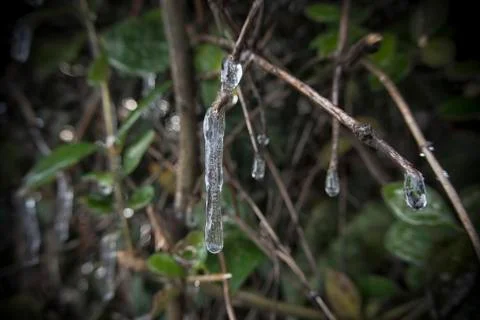 Icicles on a Bush Stock Photos