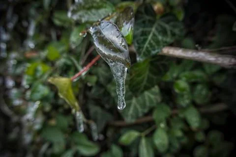 Icicles on a Bush Stock Photos