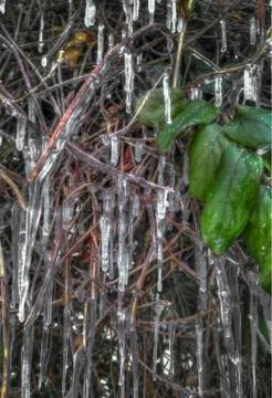 Icicles on a Bush Foto stock