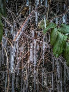 Icicles on a Bush Stock Photos