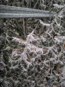 Icicles on a Bush Stock Photos