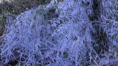 Icicles on bushes 2 Video stock 71621163