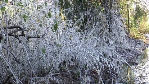 Icicles on bushes 3 Video stock 71621437