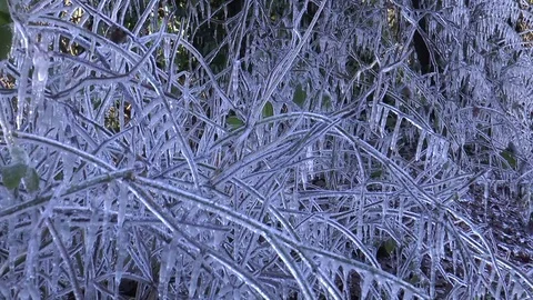 Icicles on bushes 4 Video stock 71621569