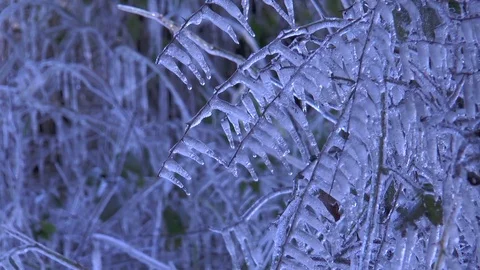 Icicles on bushes Stock Footage 71620838