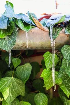 Icicles drape gracefully from lush green ivy leaves in a serene winter gard.. Stock Photos