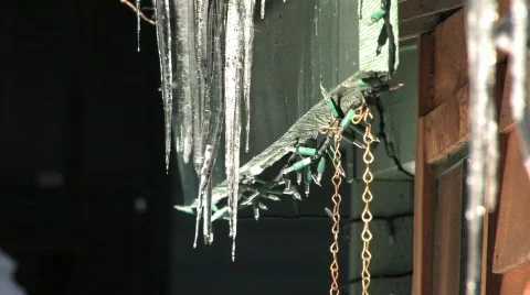 Icicles Dropping Water Stock Footage 113919