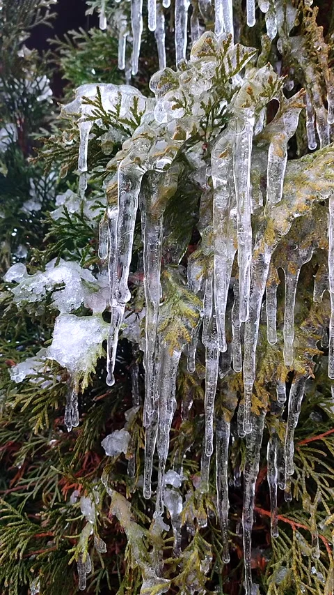 Icicles on evergreen branches close-up Drops of water drip from long melting ice Stock Footage 313670702